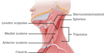 Core Series 2 of 3: Neck Core