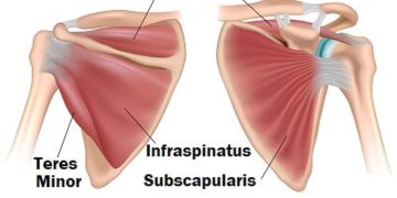 Core Series 3 of 3: Scapular Core